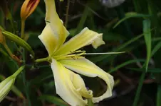 Heavely Flight of  Angel.webp