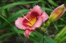 Jerry Pate Williams.webp