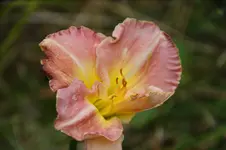 Satin Elegance.webp
