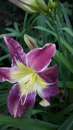 20250708_182645.webp
