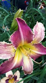 20250708_183337.webp