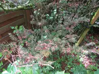 Baum02.webp
