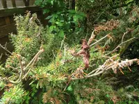 Baum03.webp