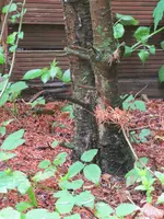 Baum05.webp