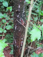 Baum06.webp
