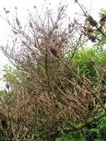 Baum07.webp