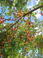 20250708_163121.webp
