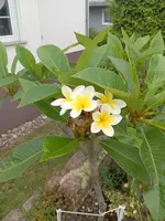 IMG_20250709_084254.webp