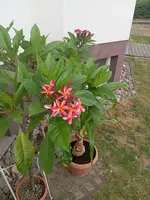 IMG_20250709_084314.webp