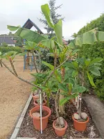 IMG_20250709_090029.webp
