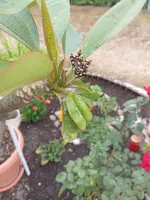 IMG_20250709_090619.webp