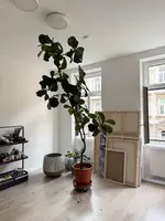 geigenfeige2.webp