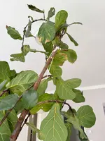 geigenfeige3.webp
