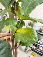 geigenfeige5.webp