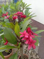 IMG_20250709_100824.webp