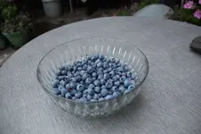 Heidelbeeren 1225.webp