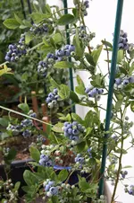 Heidelbeeren 1025.webp