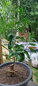 20250709_115357.webp