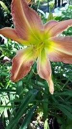 20250709_144217.webp
