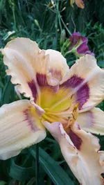 20250709_160336.webp