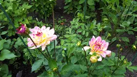 20250709_165055.webp