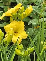 Gelbe Taglilie.webp