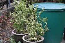 Heidelbeeren 0624.webp