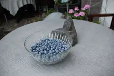 Heidelbeeren 1125.webp