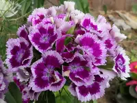 2025BN9.webp
