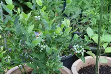 Heidelbeeren 0123.webp