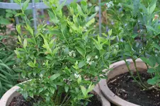 Heidelbeeren 0223.webp