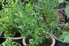 Heidelbeeren 0323.webp