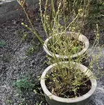 Heidelbeeren 0424.webp