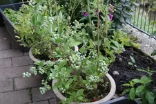 Heidelbeeren 0824.webp