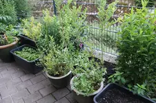 Heidelbeeren 0924.webp