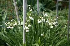 Leucojum0117.webp