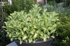 Sedum   0325.webp
