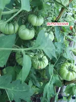Buffalosteak 11.07 (2).webp