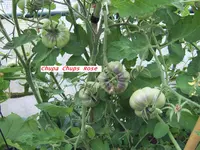 Chupa Chups Rose Family.webp