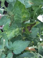Pink Panther 11. Juli (1).webp