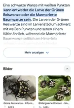 Wanze.webp