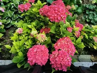IMG_20250711_120244.webp