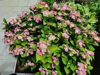 IMG_20250711_120253.webp