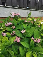 IMG_20250712_083753.webp
