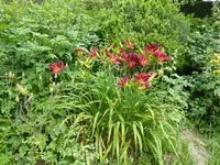 P1080676Taglilie.webp