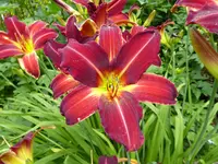 P1080677Taglilie.webp