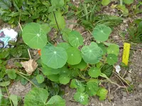 P1080679Kapuzinerkresse.webp