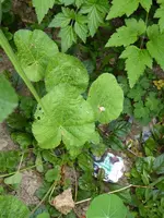 P1080680schwarze Stockrose.webp