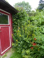 P1080681Gilbweiderich und Clematis.webp