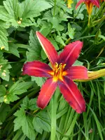 P1080683Taglilie Crimson Pirate.webp